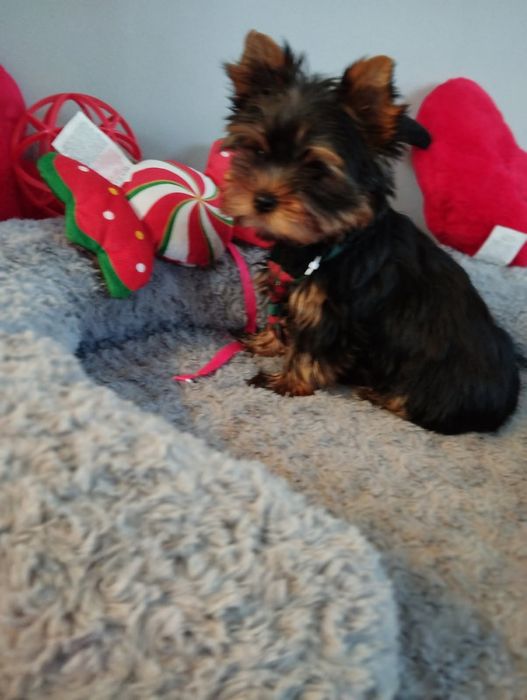 Yorkshire terrier piękny miniaturowy samczyk z Rodowodem