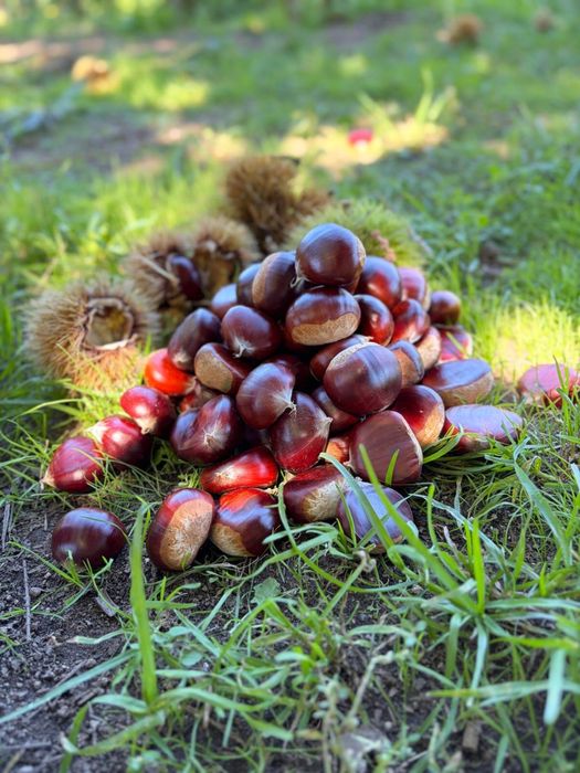 Castanhas de excelente qualidade – Venda ao kg