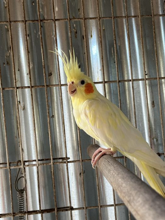 Caturro amarelo macho 2024