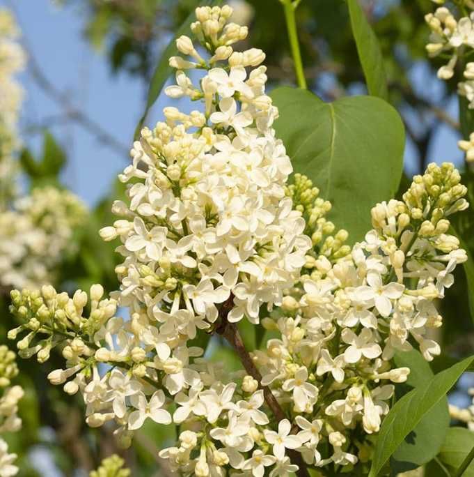 Bzy lilaki Syringa odmiany różne mayera
