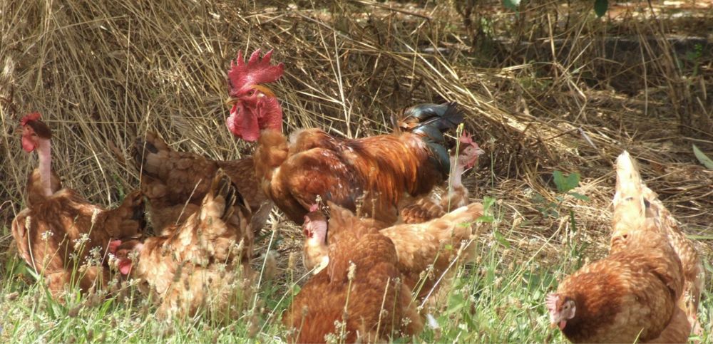 Ovos caseiros  3,50 a duzia