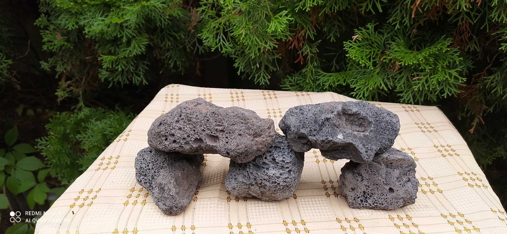 Lawa czarna do akwarium-5 szt ,5-10 cm wielkość