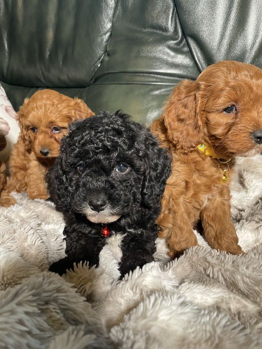 Cavapoo dostępna sunia czarna z białymi znaczeniami