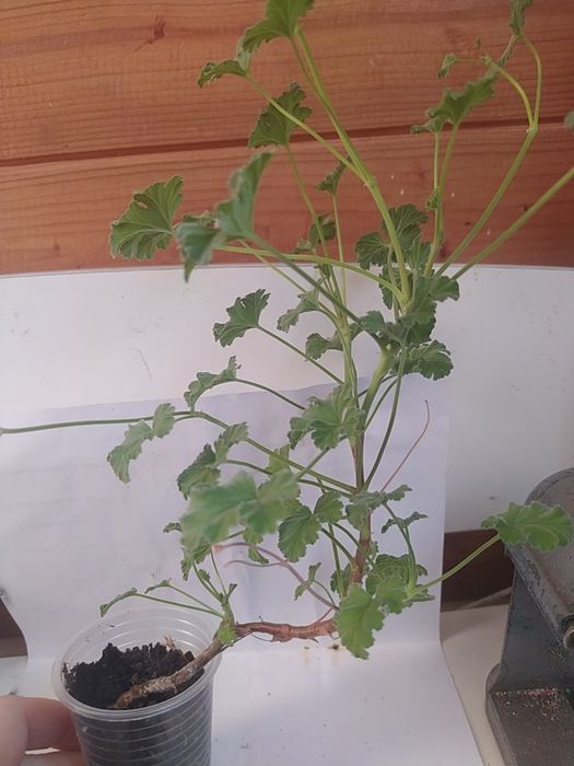 Пеларгонія духмяна ароматная