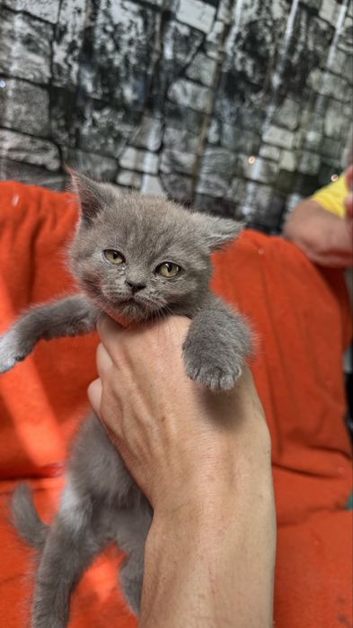 Котята британцы