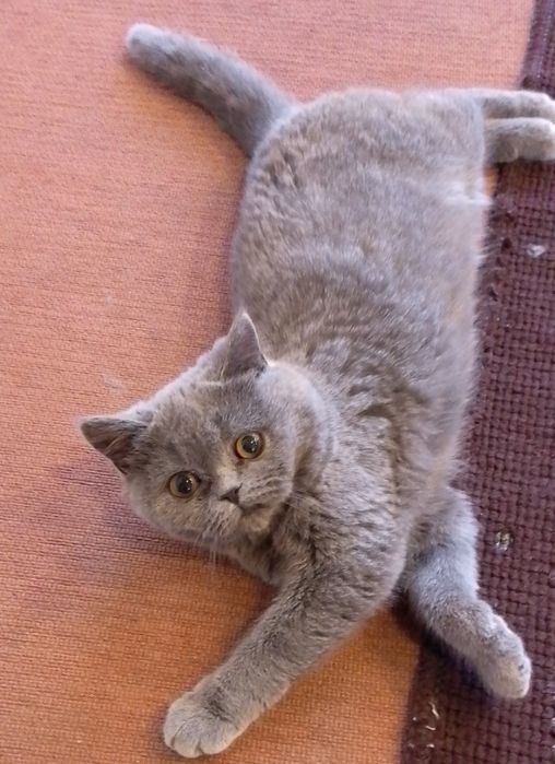 Шотландська красуня. Прямі вушка. 5 міс. Чемна.