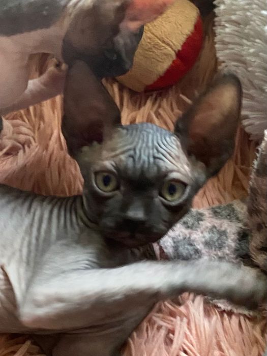 Канадский сфинкс