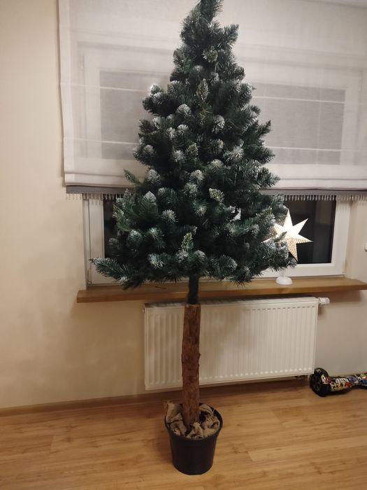 Sprzedam choinkę na pniu 220 m wysokosci