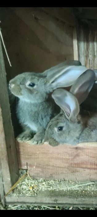 Samiec dorosły młode samczyki samiczki Olbrzym belgijski Belg króliki