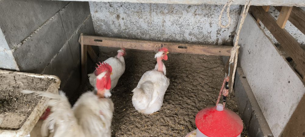 Ovos para incubação das raças portuguesas