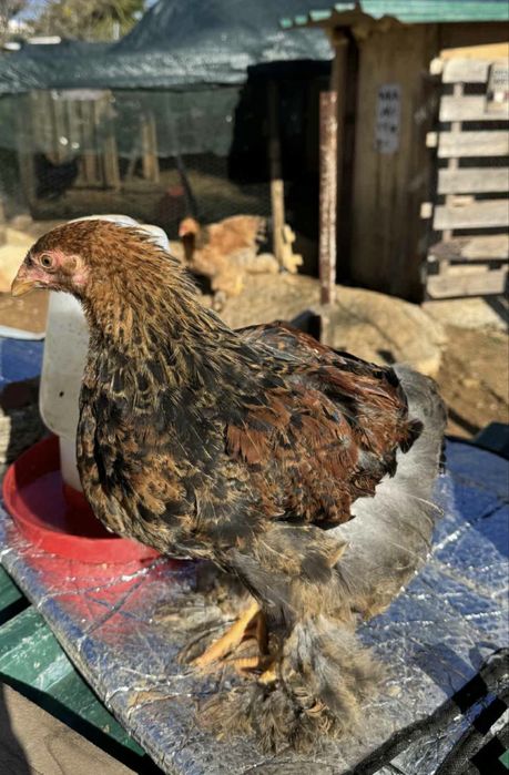 Brahma femea com cerca de 4 meses