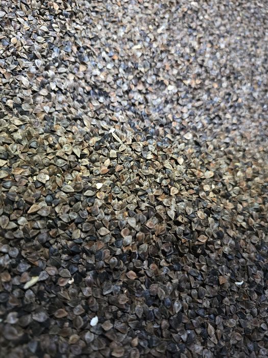 Gryka tegoroczna - 2025, czyszczona