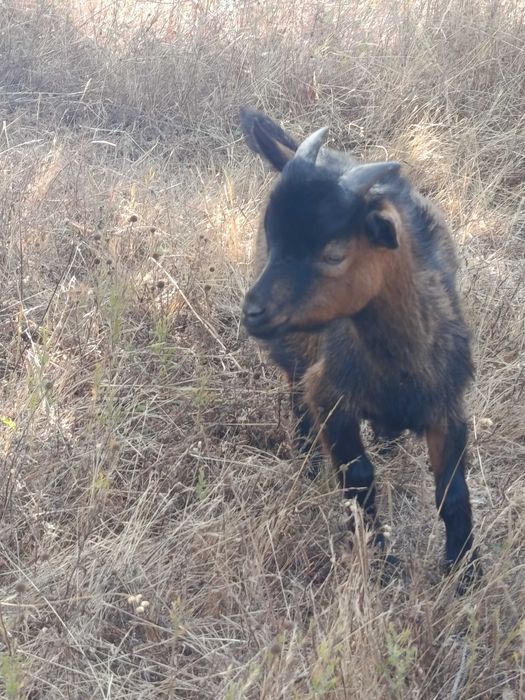 Cabrito anão macho