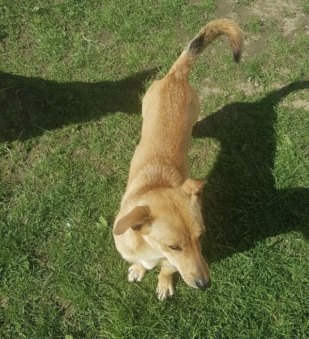 Віддам песиків даром