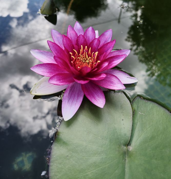 Plantas de lago Nenúfares