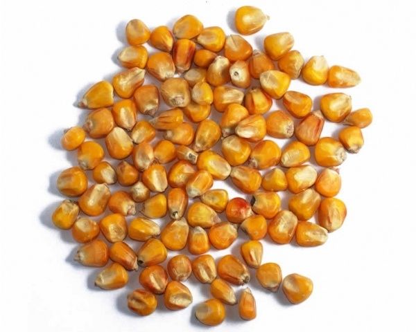 Kukurydza 50kg      .