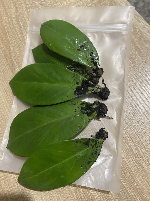 Укорінені листочки заміокулькаса