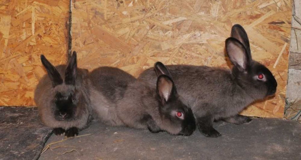 Продам кролі мардер куна