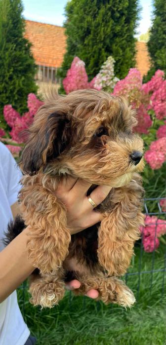 Hawapoo/Maltipoo niesamowita sunia o imieniu Helena