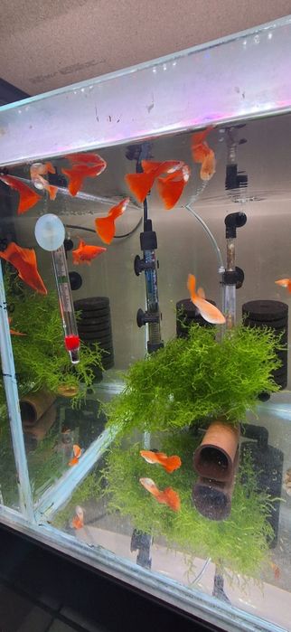 Gupik Full Red Albino