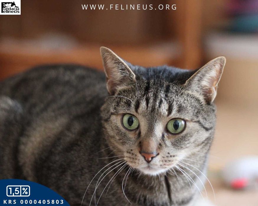 Dorosły burasek szuka spokojnego domu