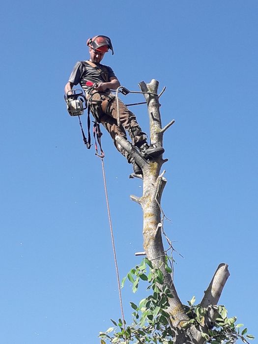 Видалення дерев Корчування пнів Благоустрій.Є послуги ЩЕПОРІЗА
