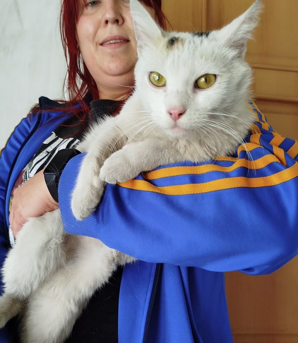 Roczna koteczka do adopcji