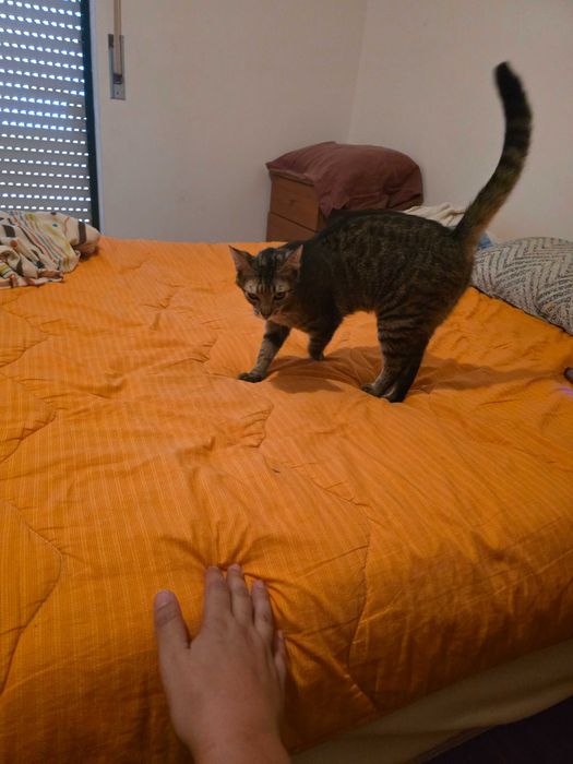 Gatinha para adoção responsável