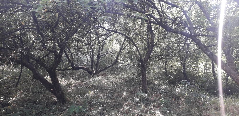 Дачний будиночок