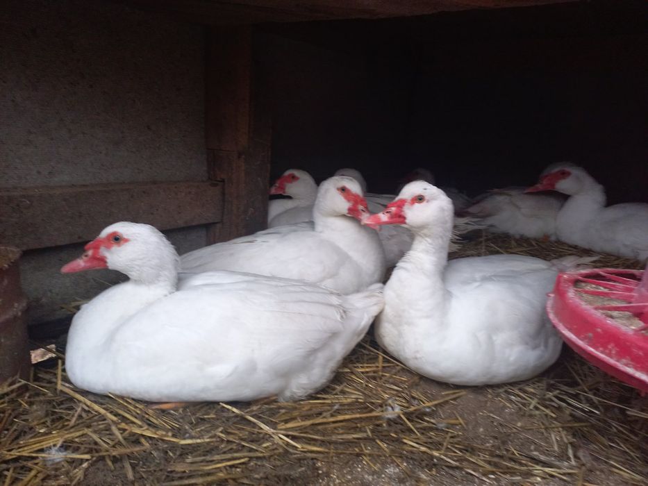 Мускусні індокачури та індокачечки німецької лінії