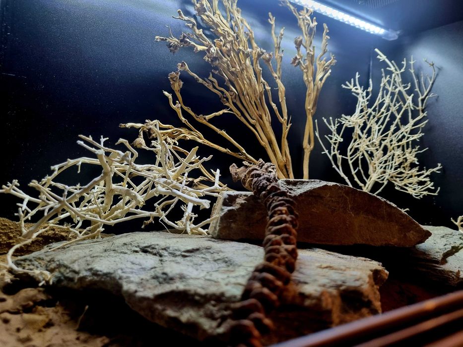 Terrarium 60x40x40 dla gekona lamparciego