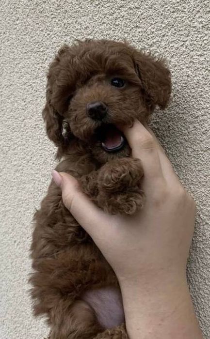 Вязка Той Пудель Teddy "Red Braun" Бейбі фейс