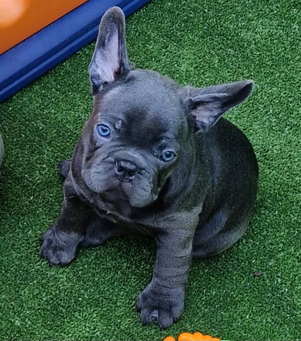 В'язка блакитно підпалий французький бульдог