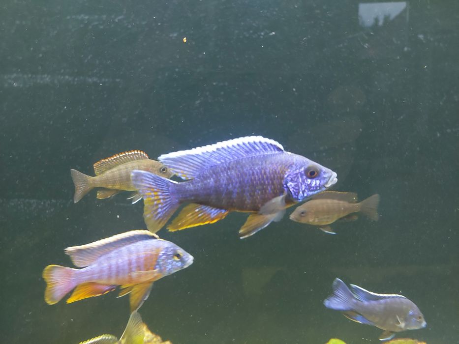 Aulonacary Red Empress