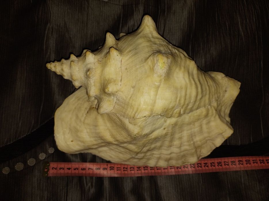 Огромная раковина  из моря