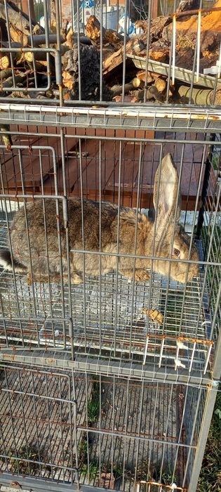 Kroliki do dalszej chodowli. Dwa ostatnie ojciec i matka Belgi