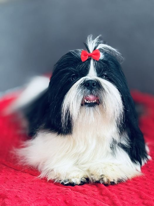 Piesek szczenię shih tzu 18 m-cy Zkwp