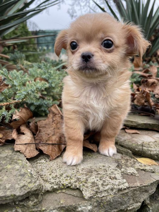 Мальчик длинношорстный мини