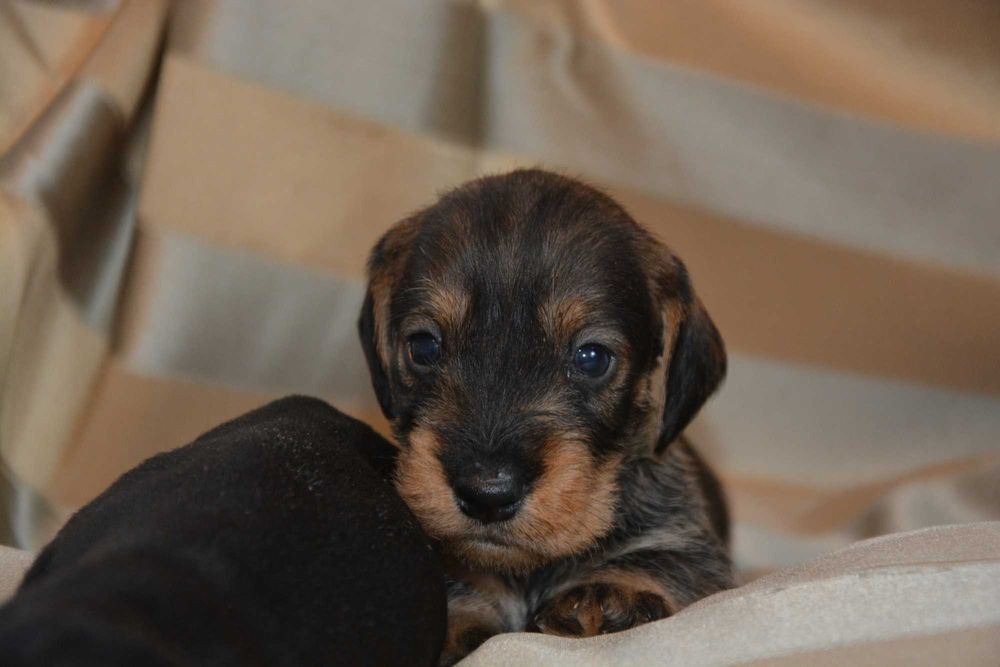 Jamnik szorstkowłosy - szczenięta z "Buszówka" FCI