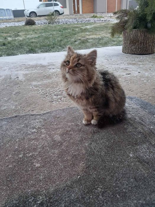 Віддам кошеня( дівчинка )