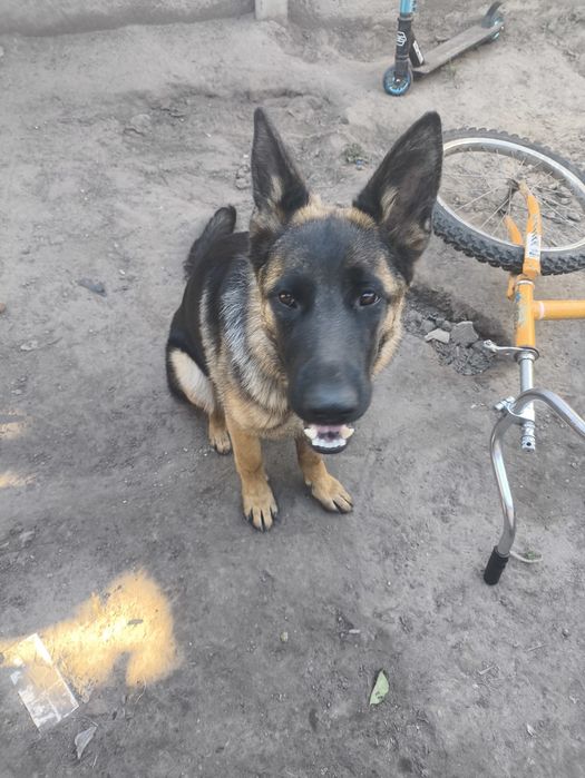 Німецька вівчарка