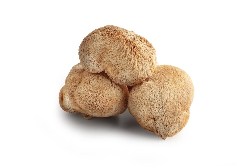 SOPLÓWKA JEŻOWATA (cała, suszona)- Dwa Opakowania po 100g
