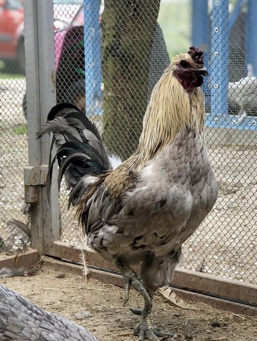 Jajka lęgowe Bojowiec z Brugii