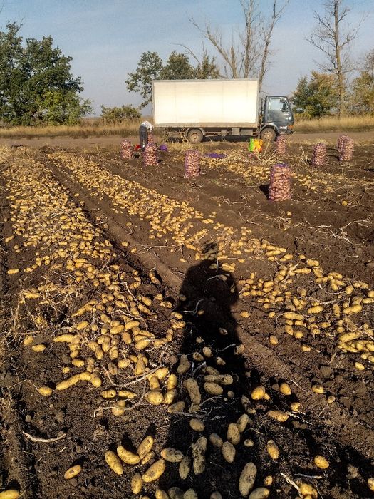 Картошка продажа  Гранада Аризона.