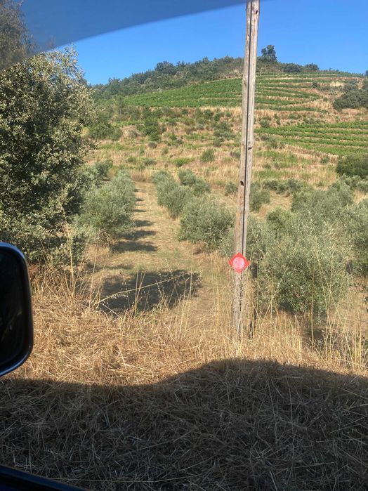 Quinta com vinha com benefício na região do Douro