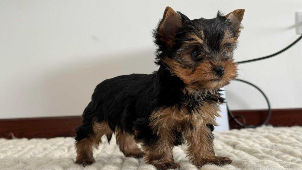 Chłopczyk Yorkshire Terrier Miniaturka z Rodowodem