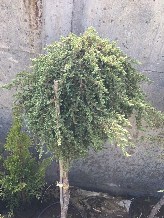 Jałowiec pospolity na pniu (juniperus communis greenmantle)