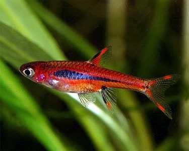 Razbora borneańska - Boraras brigittae - Rasbora - dowóz, wysyłka