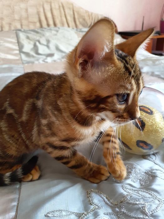 Хлопчик бенгал в улюбленці , BEN 24