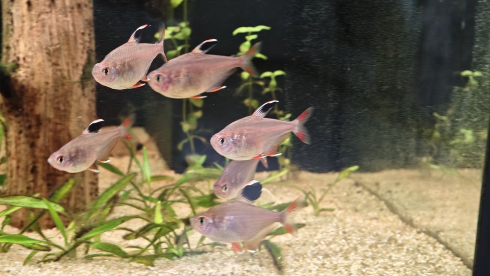Bystrzyk ozdobny ornatus 15 szt.